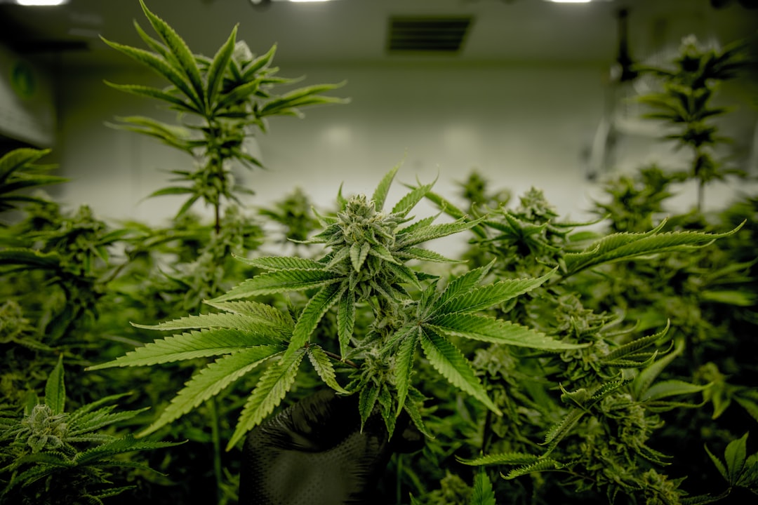 Photo Cannabis plant